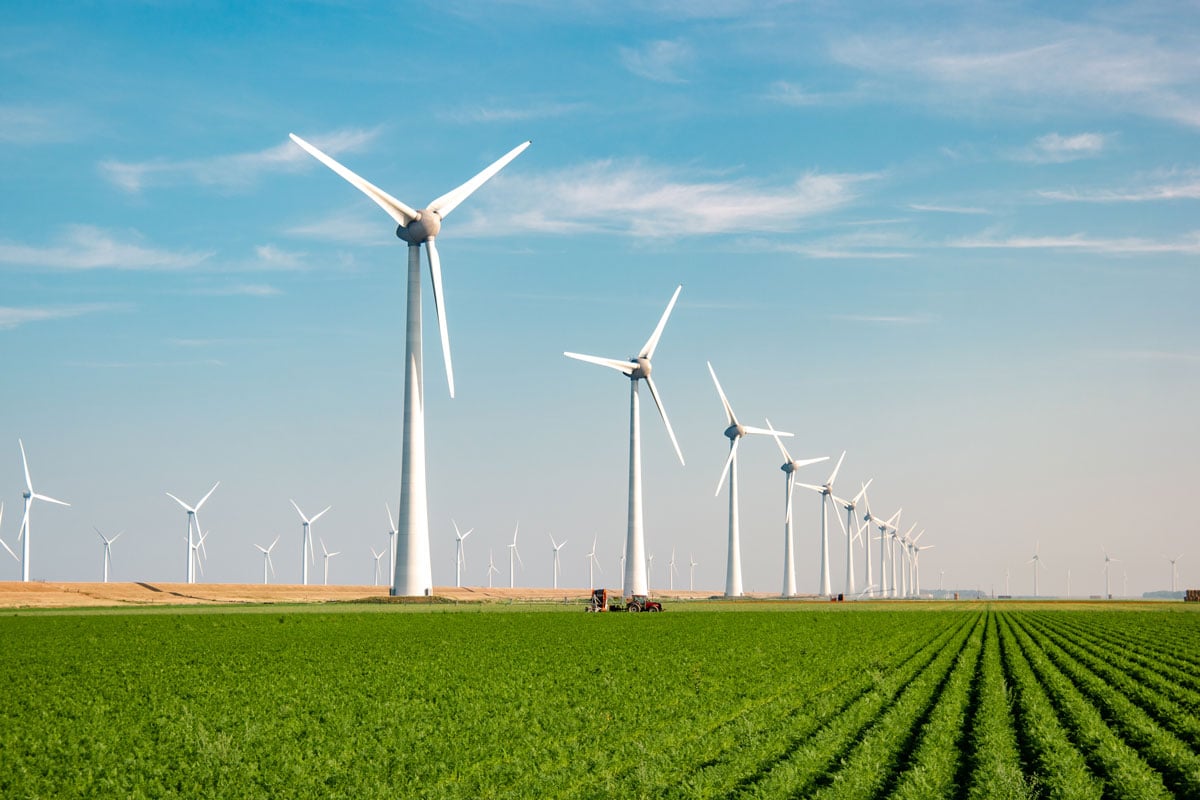 field of windmills